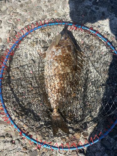 アイゴの釣果