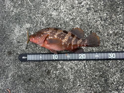 キジハタの釣果