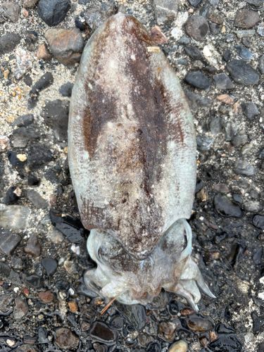 コウイカの釣果