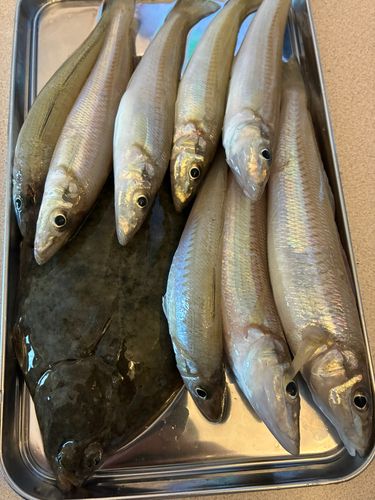 キスの釣果