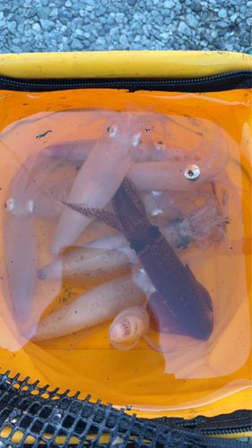 マメイカの釣果