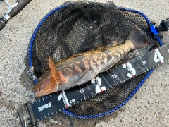 アイナメの釣果