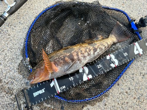 アイナメの釣果