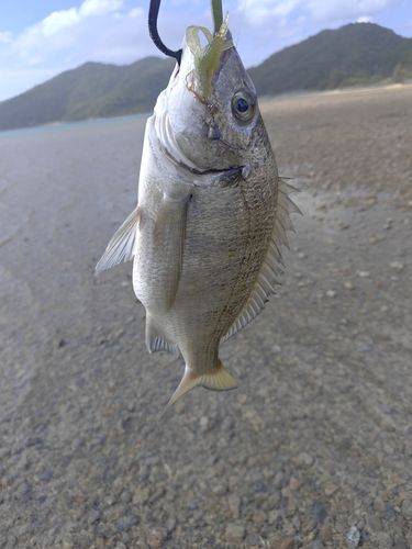 ミナミクロダイの釣果
