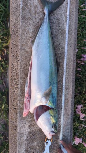 ワラサの釣果