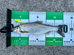 ワタカの釣果