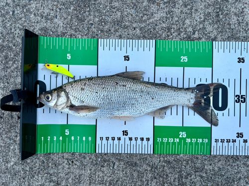 ワタカの釣果