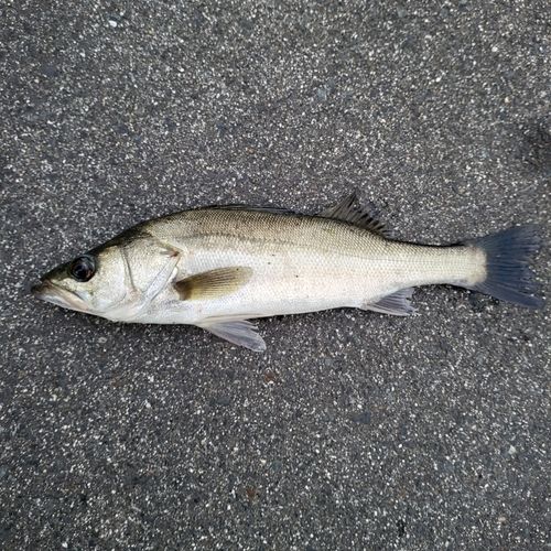 セイゴ（タイリクスズキ）の釣果
