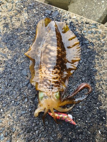 アオリイカの釣果