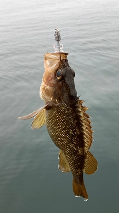 ガヤの釣果
