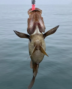 ガヤの釣果