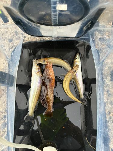 アイナメの釣果