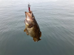 ガヤの釣果