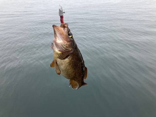 ガヤの釣果
