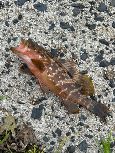 キジハタの釣果
