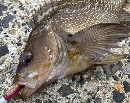 ガヤの釣果