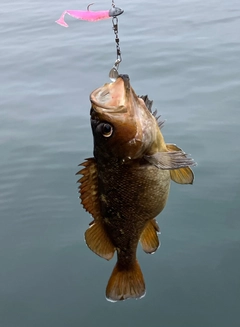 ガヤの釣果