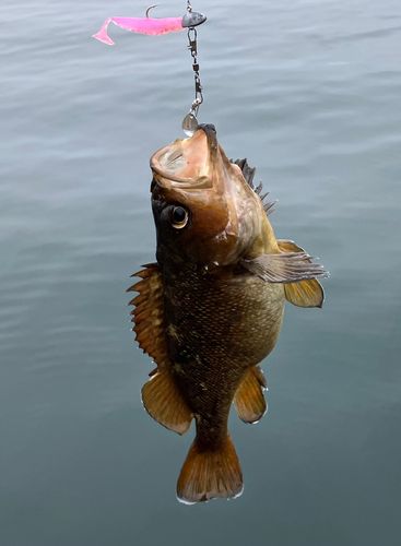 ガヤの釣果
