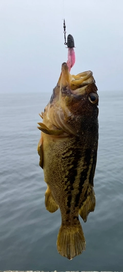 ソイの釣果