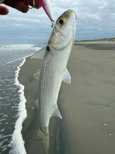 ボラの釣果