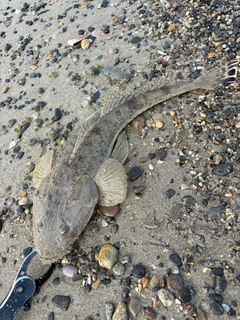 マゴチの釣果