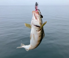 ホッケの釣果