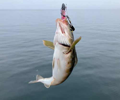 ホッケの釣果