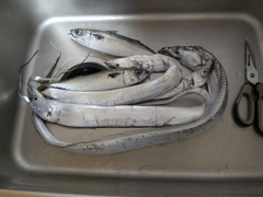 タチウオの釣果