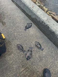 グレの釣果