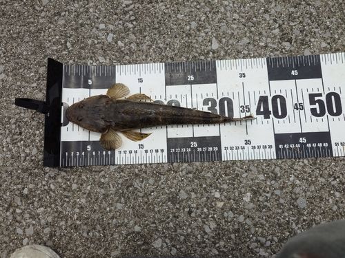 マゴチの釣果