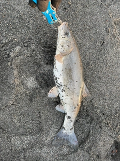 ウグイの釣果