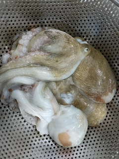 マダコの釣果
