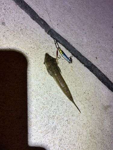 ネズミゴチの釣果