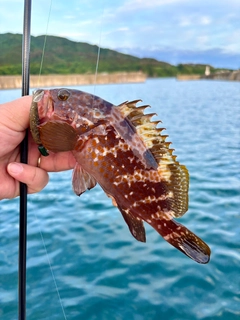 キジハタの釣果