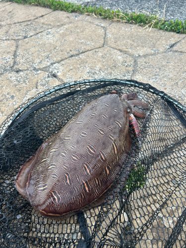 コウイカの釣果