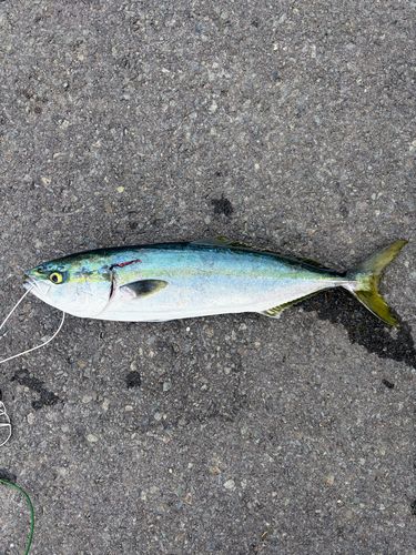 イナダの釣果