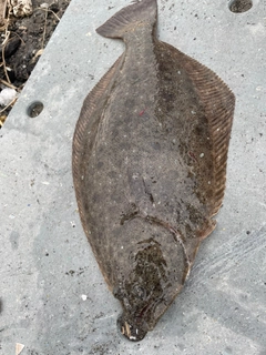 ヒラメの釣果