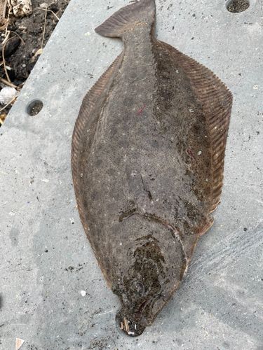 ヒラメの釣果
