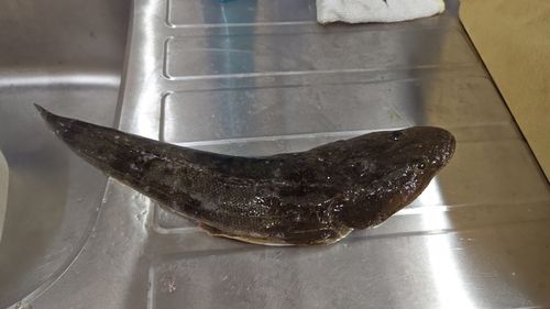 マゴチの釣果