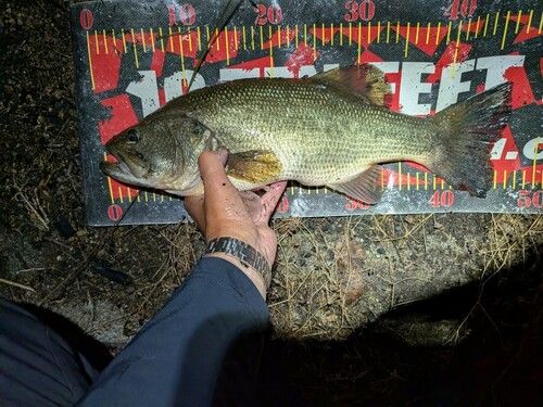 ブラックバスの釣果