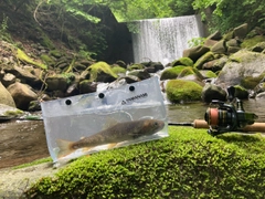 ニッコウイワナの釣果