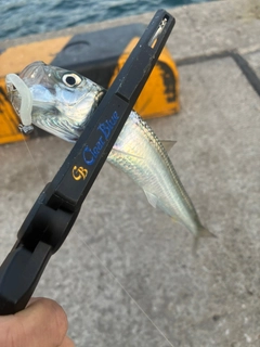 イワシの釣果
