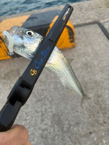 イワシの釣果