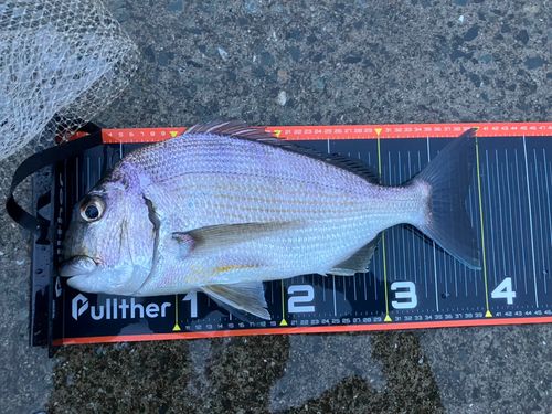 ヘダイの釣果