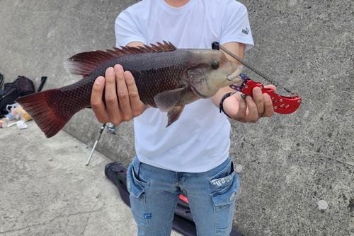 カンダイの釣果