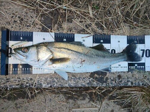 シーバスの釣果