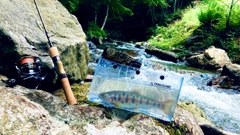 ヤマメの釣果