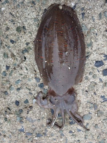 モンゴウイカの釣果