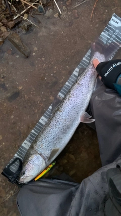 イトウの釣果