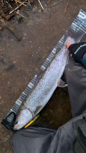 イトウの釣果